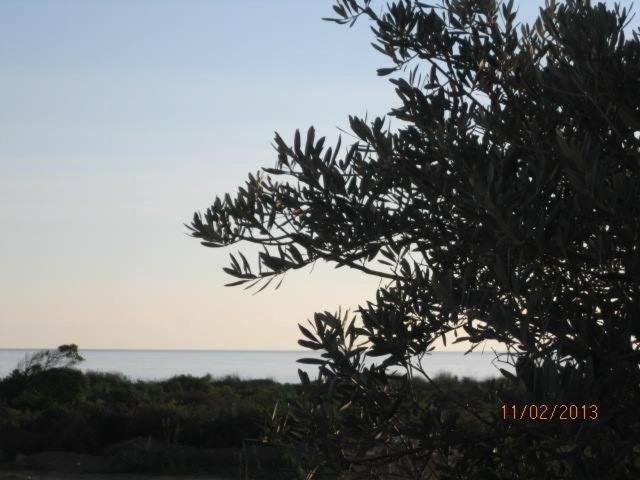 Villa T3 Bord De Mer - Vue Mer A 500 M De La Plage- Piscine Chauffee A Casetta Di A Spiaggia Cervione Eksteriør bilde